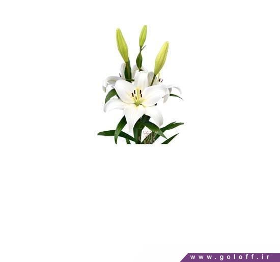 گل لیلیوم رگال - Lilium | گل آف